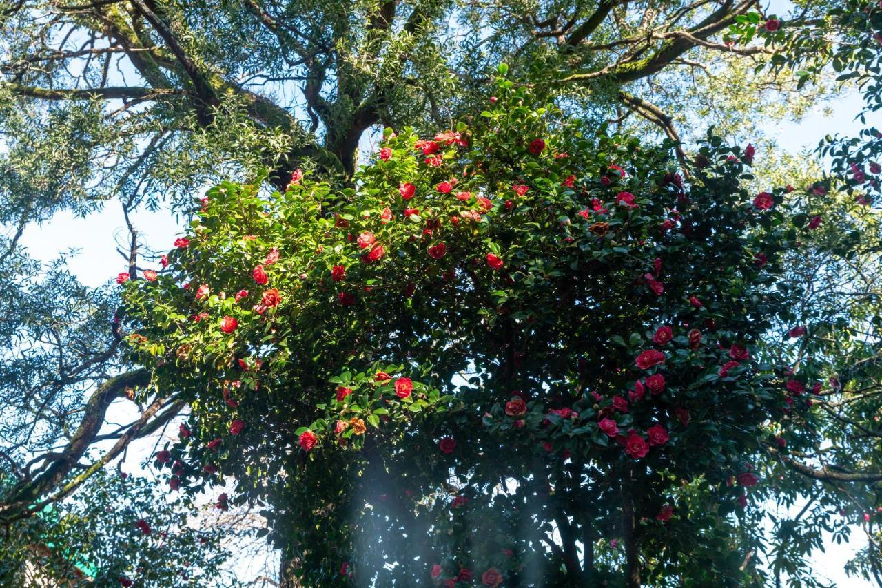 Quinta Das Lamas - Oak Tree House Vouzela Ngoại thất bức ảnh